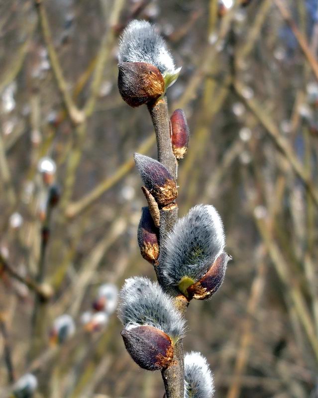 Image of Salix cinerea specimen.