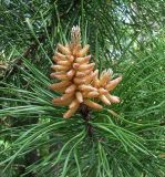 Pinus contorta