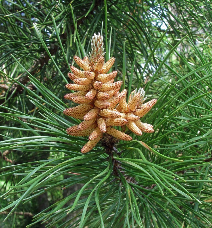 Изображение особи Pinus contorta.