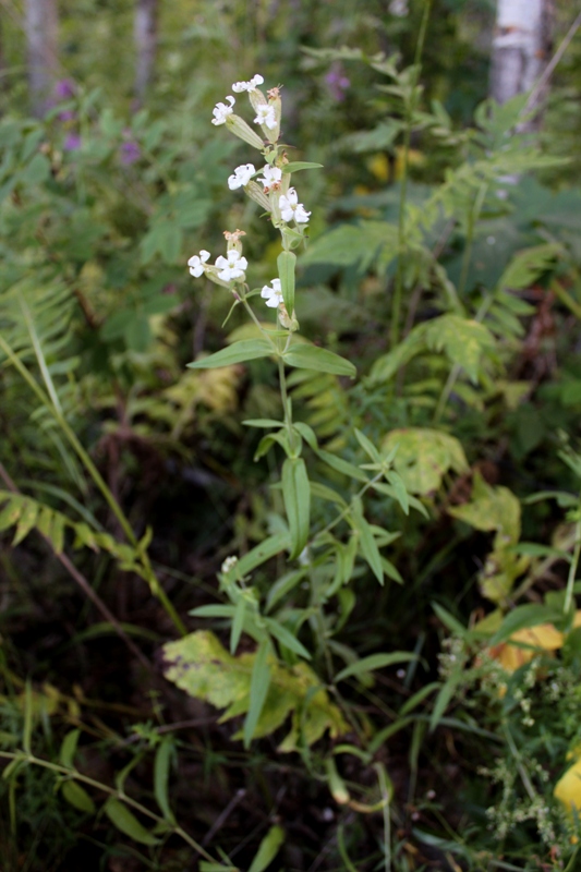 Image of Silene amoena specimen.