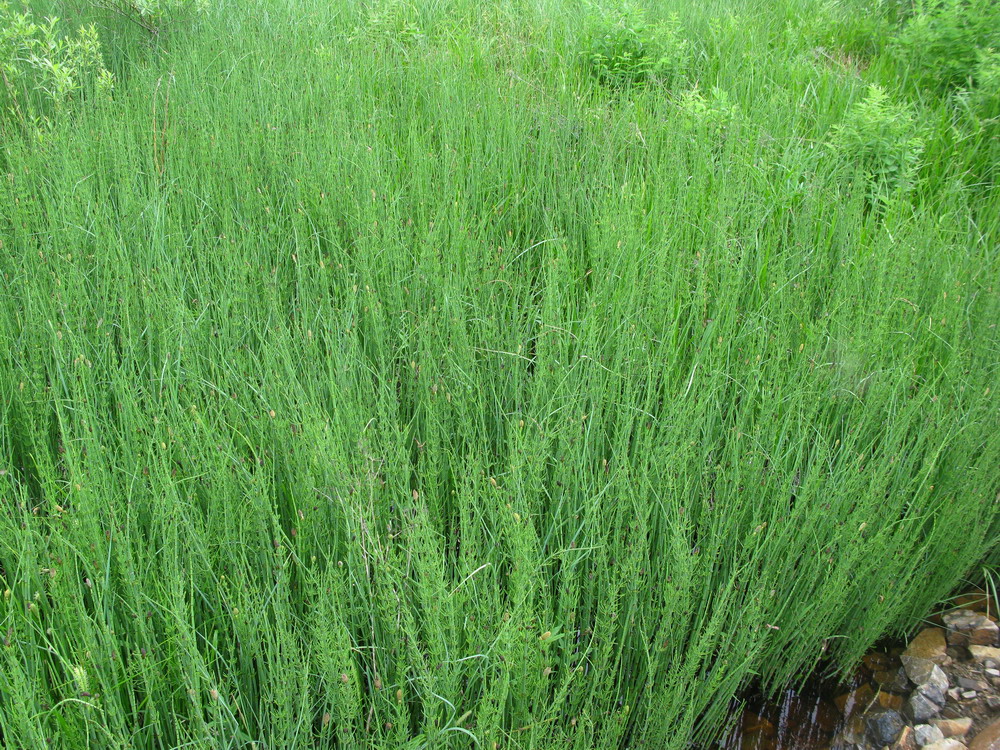 Изображение особи Equisetum fluviatile.