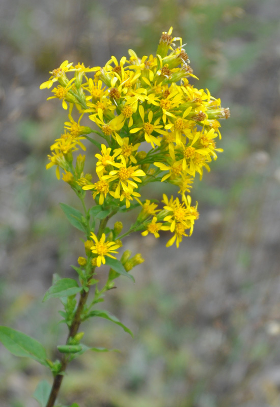 Изображение особи Solidago virgaurea.