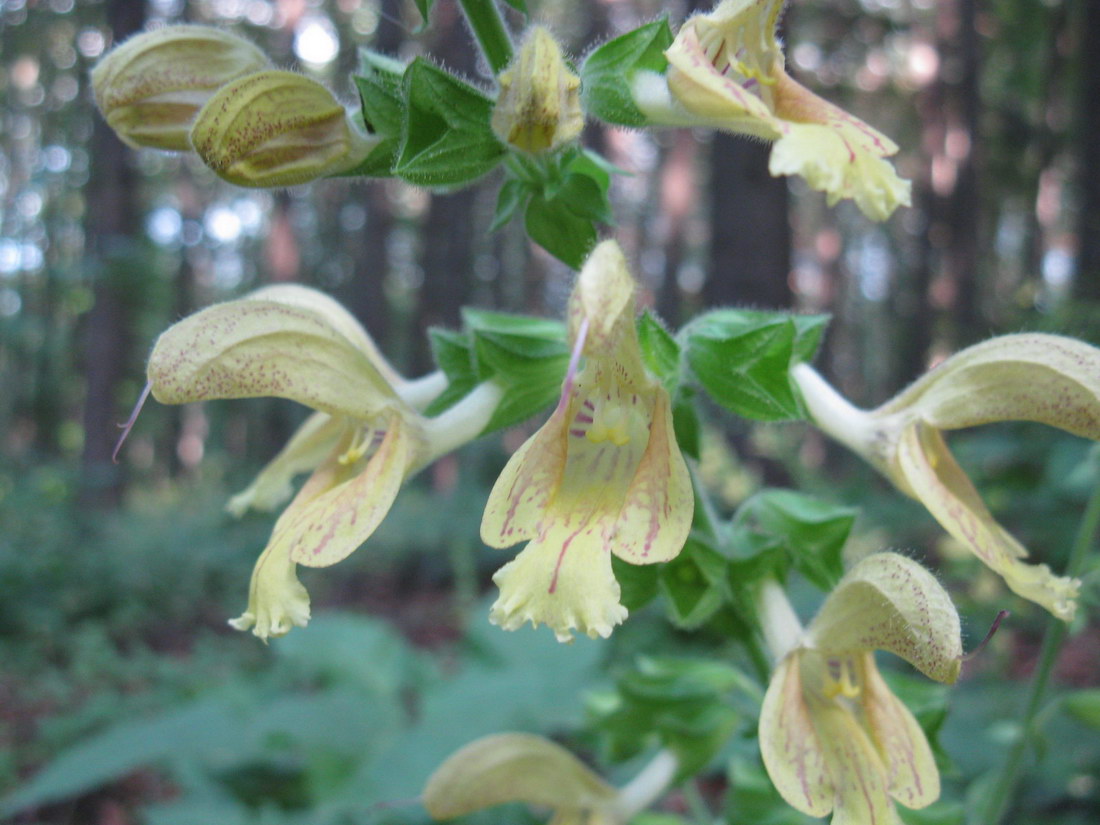 Изображение особи Salvia glutinosa.