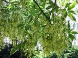 Acer negundo. Ветви с соплодиями (пестролистная форма). Австрия, Вена, Дворцовый парк Бурггартен. 17.06.2012.