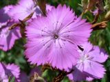 Dianthus caucaseus