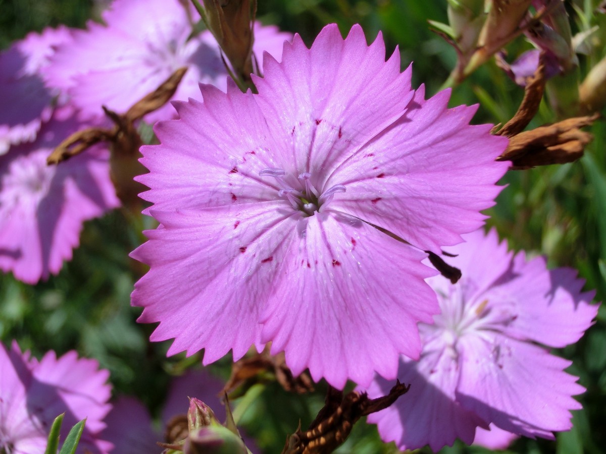 Image of Dianthus caucaseus specimen.