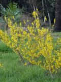 Forsythia × intermedia. Цветущие растения. Сочи, дендрарий. 16.03.2009.