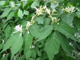 Lonicera maackii. Побеги с соцветиями. Украина, Киев, Национальный ботанический сад. 14.05.2012.