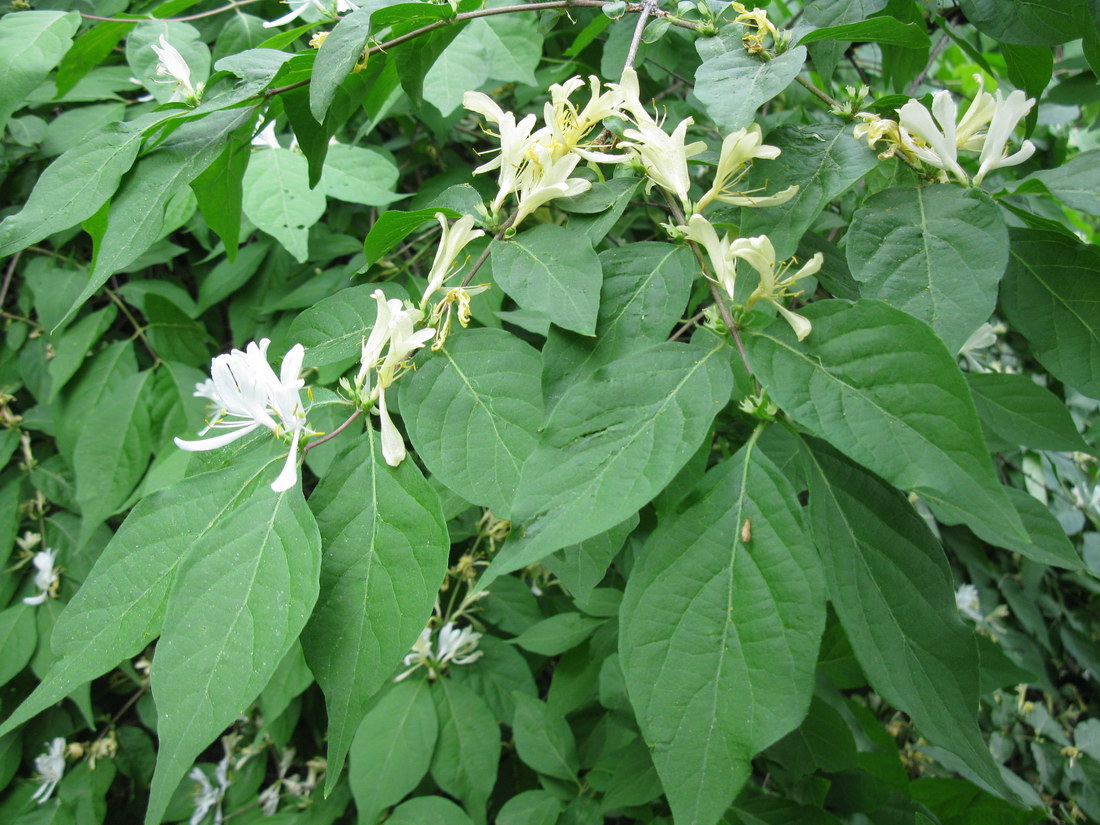 Image of Lonicera maackii specimen.