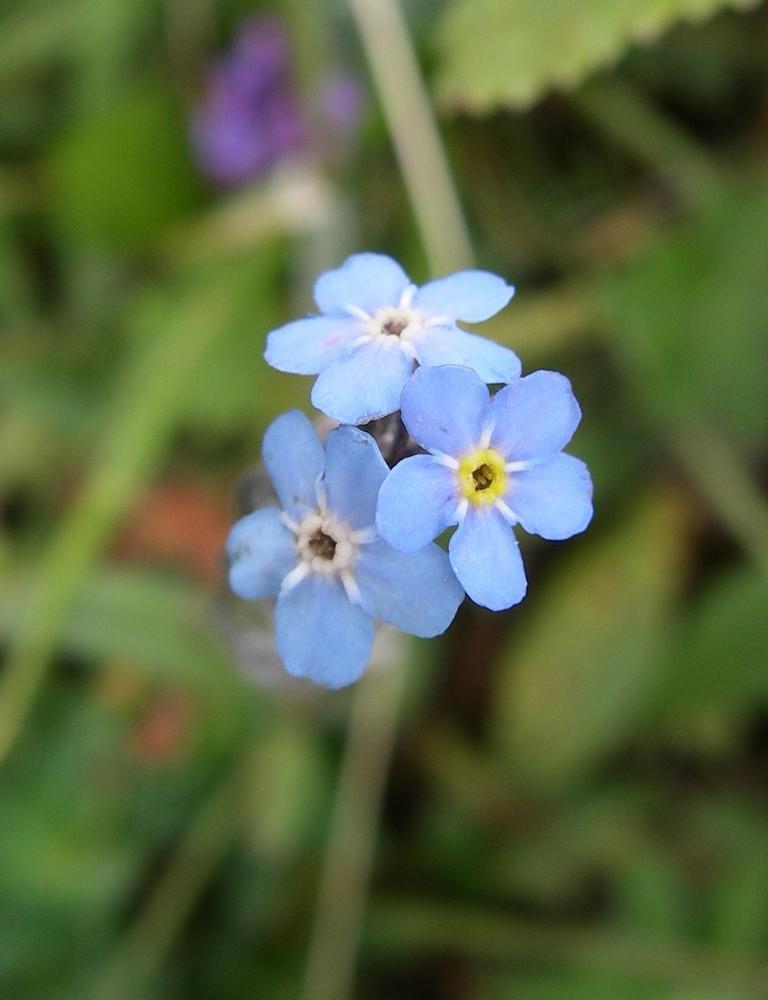 Image of Myosotis asiatica specimen.