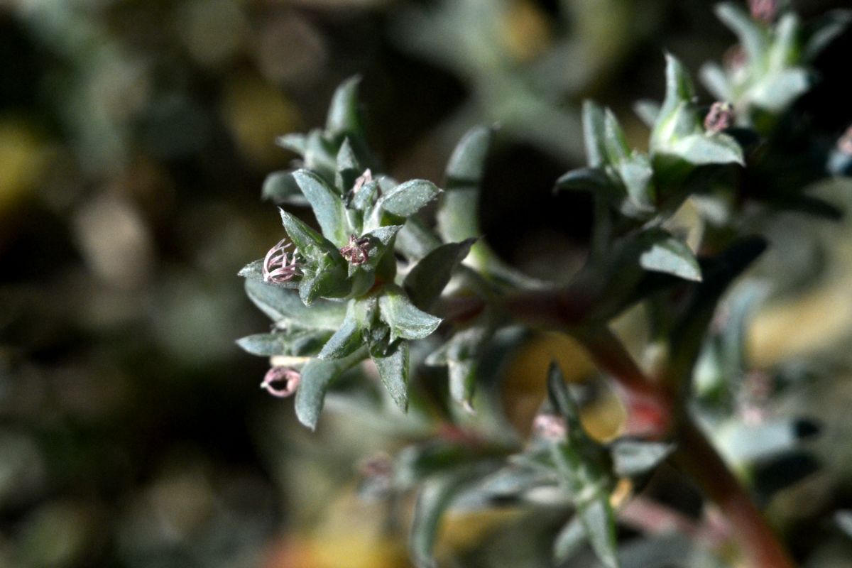 Image of Petrosimonia brachiata specimen.