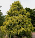 Chamaecyparis pisifera. Взрослое дерево (культивар ´Filifera Aurea´). Германия, г. Krefeld, ботанический сад. 31.07.2012.