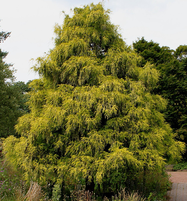 Image of Chamaecyparis pisifera specimen.