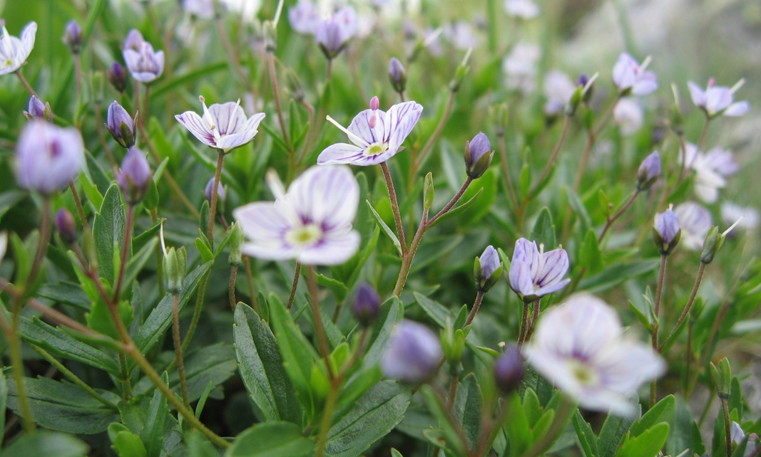 Image of Veronica baumgartenii specimen.