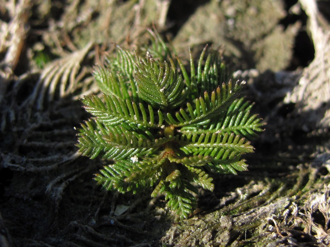 Image of Myriophyllum verticillatum specimen.