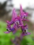 Corydalis solida