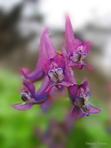 Image of Corydalis solida specimen.