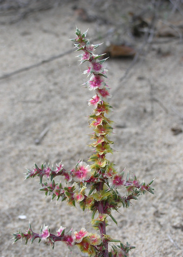 Изображение особи Salsola tragus.