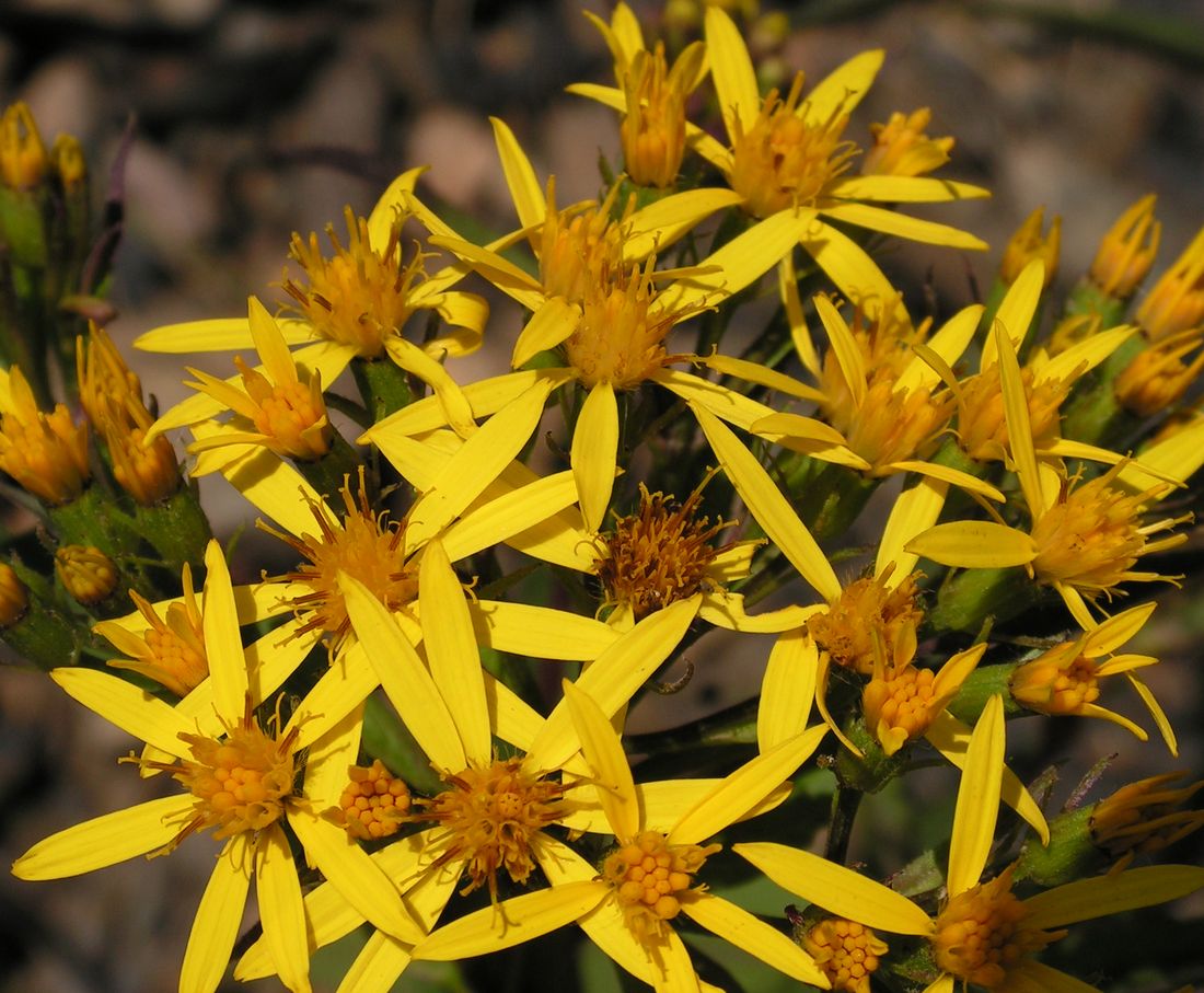 Image of Senecio nemorensis specimen.