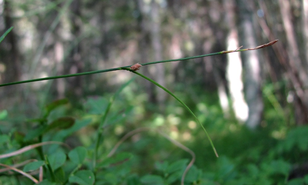 Image of Carex globularis specimen.