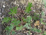 Potentilla astracanica. Ювенильное растение. Ростовская обл., Куйбышевский р-н, окр. пос. Лысогорка. 15.05.2012.