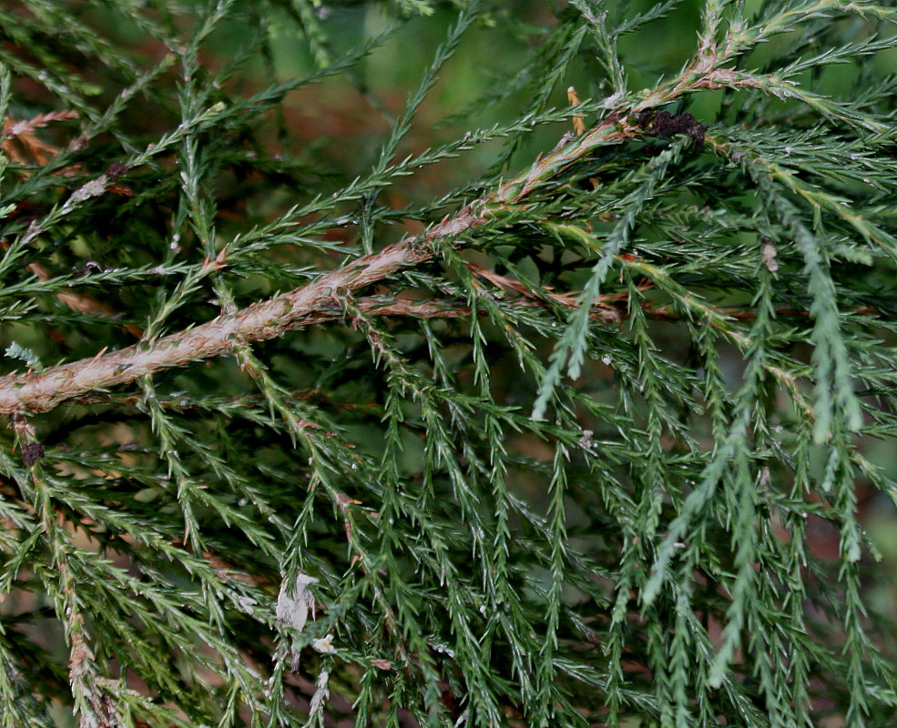 Изображение особи Sequoiadendron giganteum.