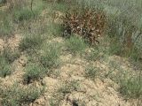 Ephedra distachya. Заросли на склоне глинистого холма. Украина, Запорожский р-н, Дурная балка, разнотравная степь. 19.08.2011.