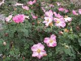 Rosa webbiana. Верхушки побегов с цветками и прошлогодними плодами. Киргизия, Баткенская обл., Алайский хр. 27 мая 2008 г.