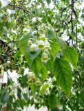Brachychiton populneus