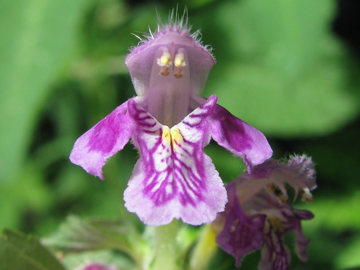 Изображение особи Galeopsis pubescens.