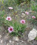 Scorzonera papposa. Цветущее растение. Израиль, г. Беэр-Шева, рудеральное местообитание. 08.03.2013.