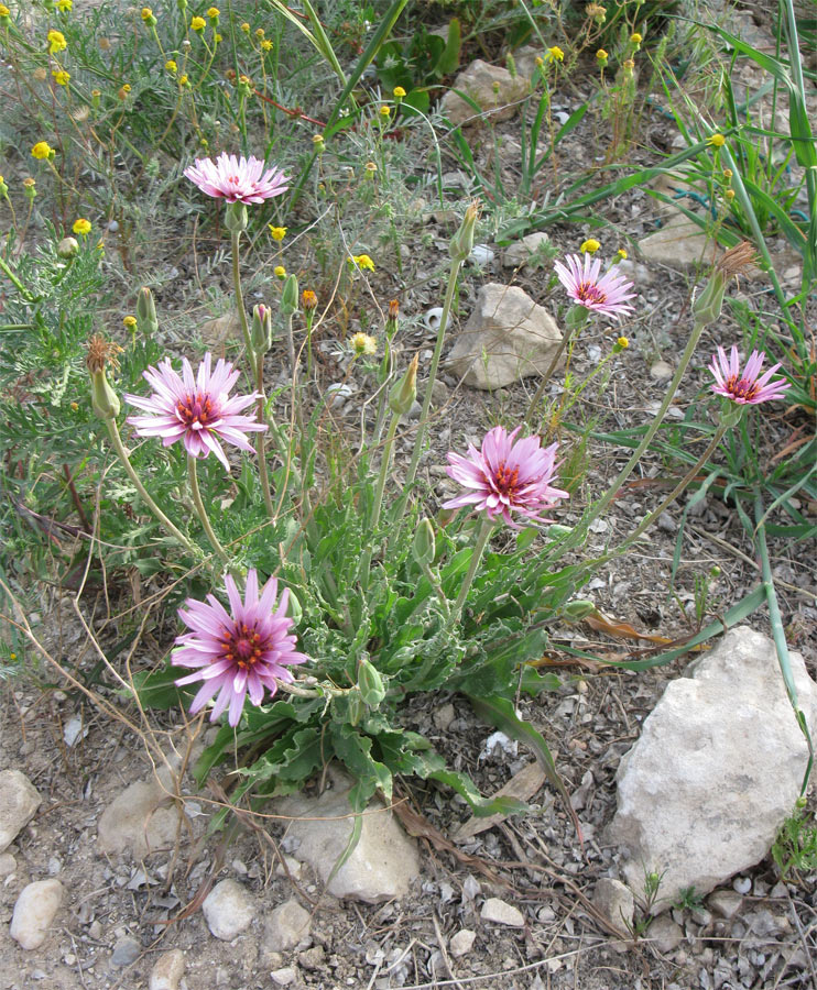 Image of Scorzonera papposa specimen.