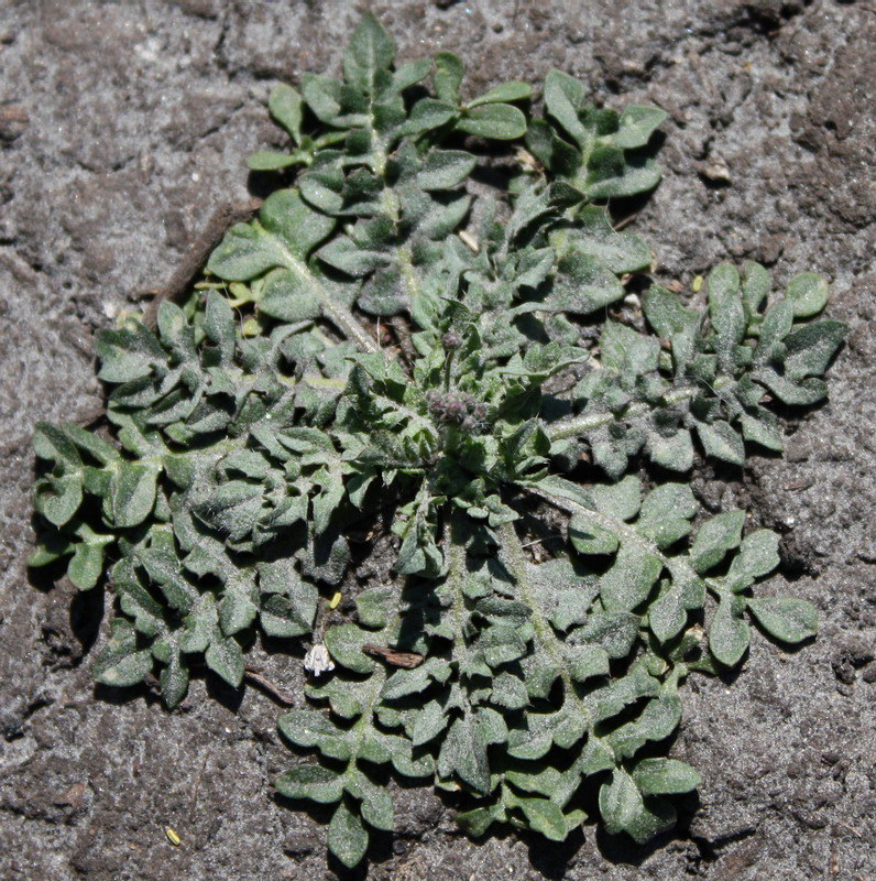 Image of Capsella bursa-pastoris specimen.