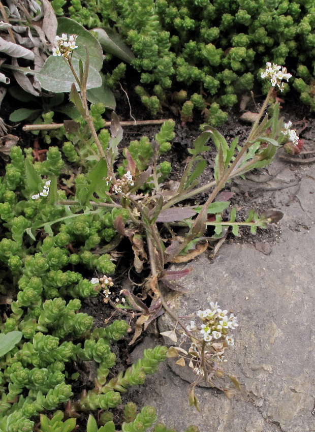 Image of Capsella bursa-pastoris specimen.