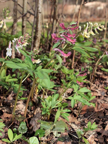 Image of Corydalis marschalliana specimen.