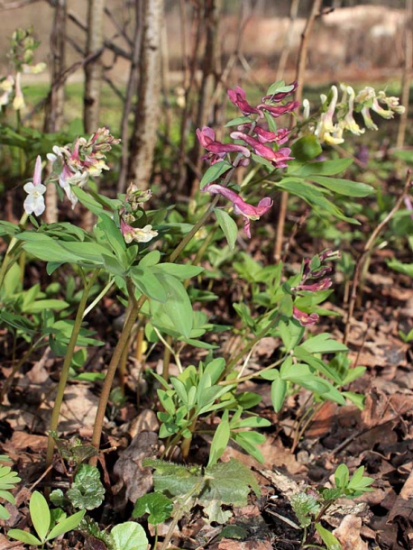 Изображение особи Corydalis marschalliana.