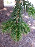 Abies nordmanniana