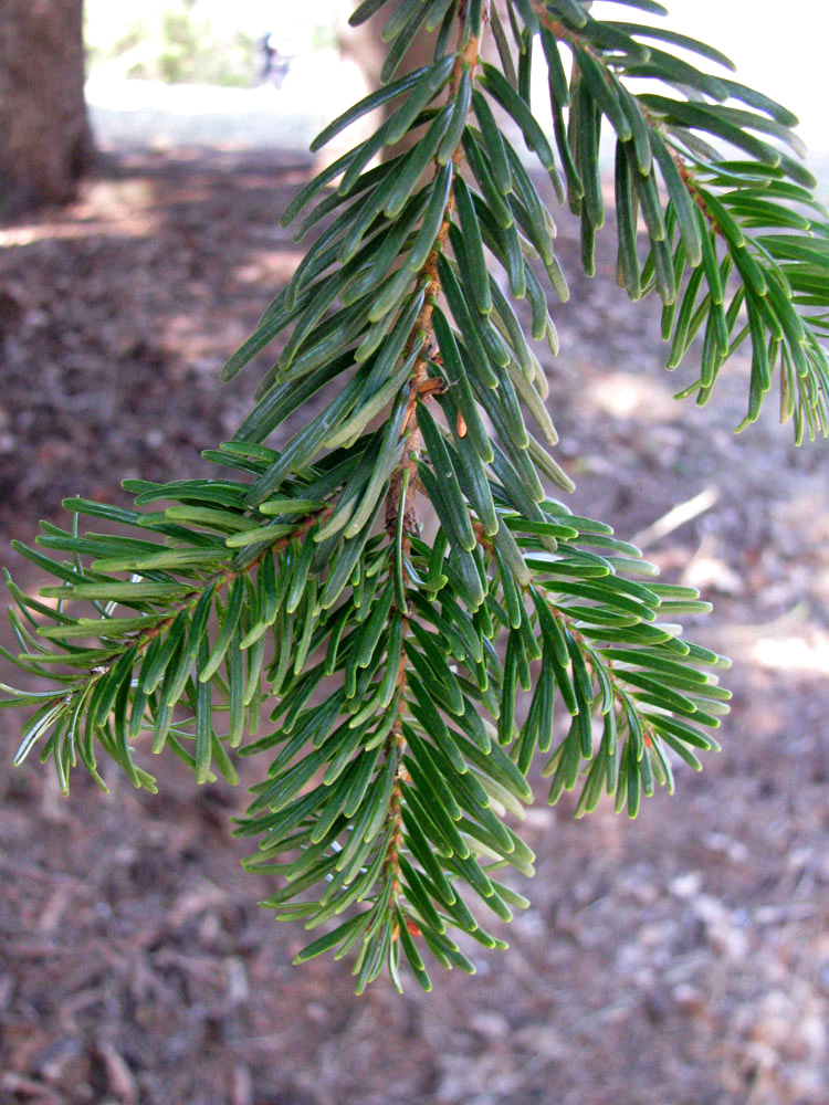 Image of Abies nordmanniana specimen.