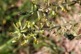 Oxytropis macrodonta