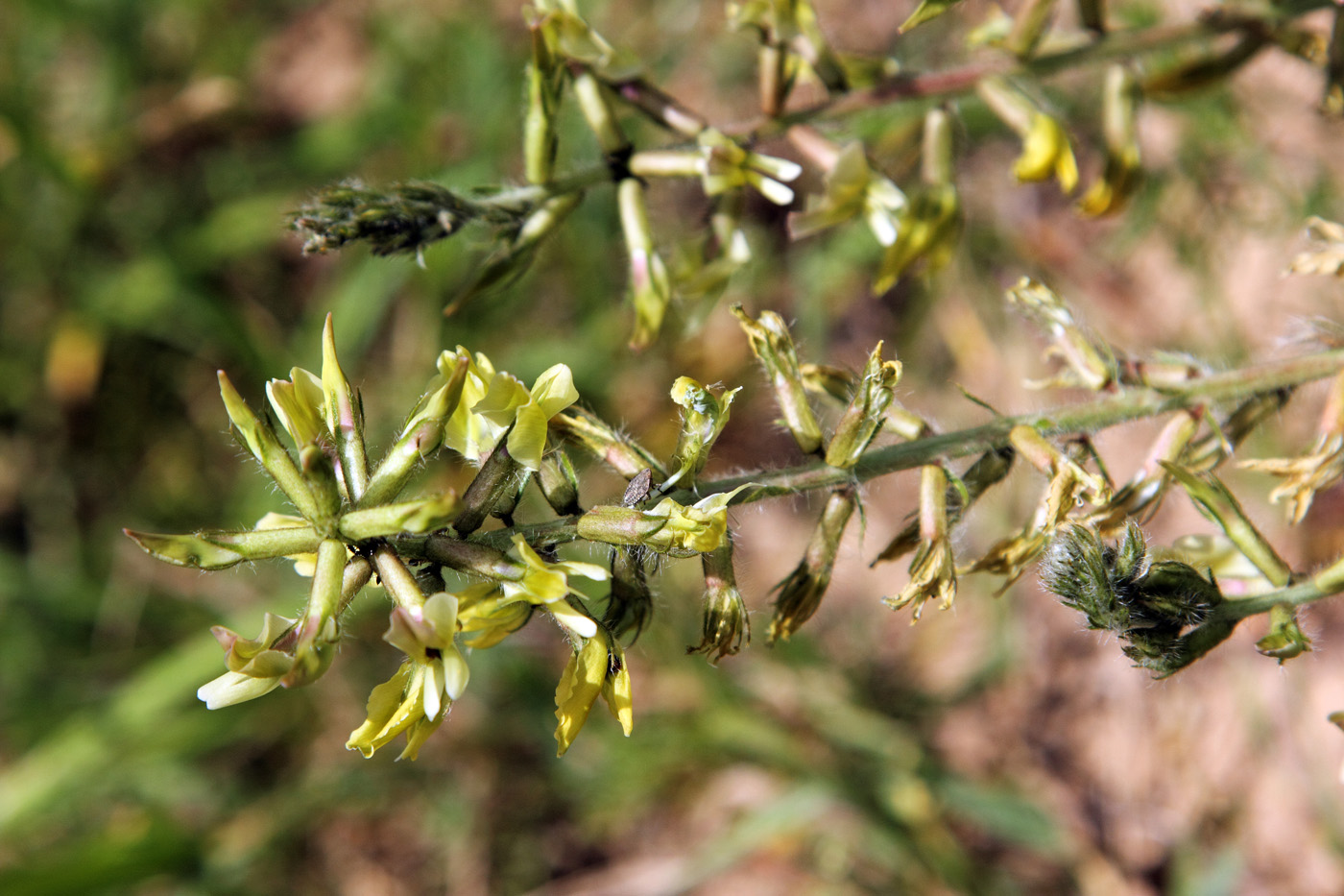 Изображение особи Oxytropis macrodonta.