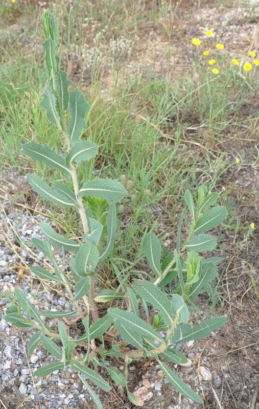 Изображение особи Lactuca virosa.