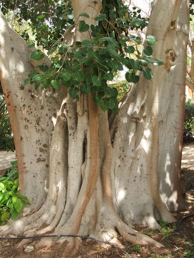 Изображение особи Ficus religiosa.