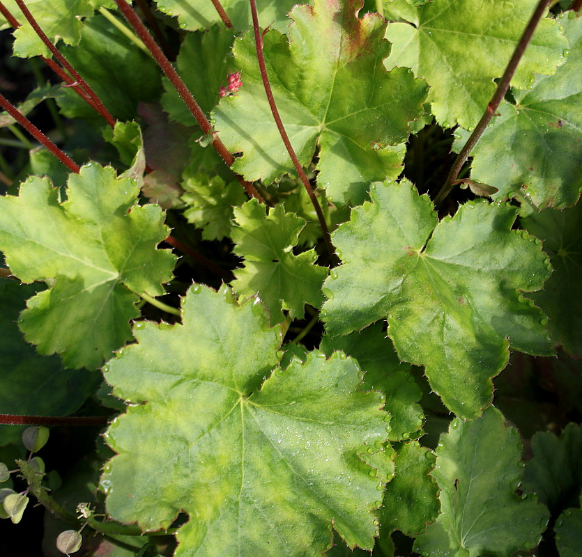 Image of Heuchera &times; brizoides specimen.