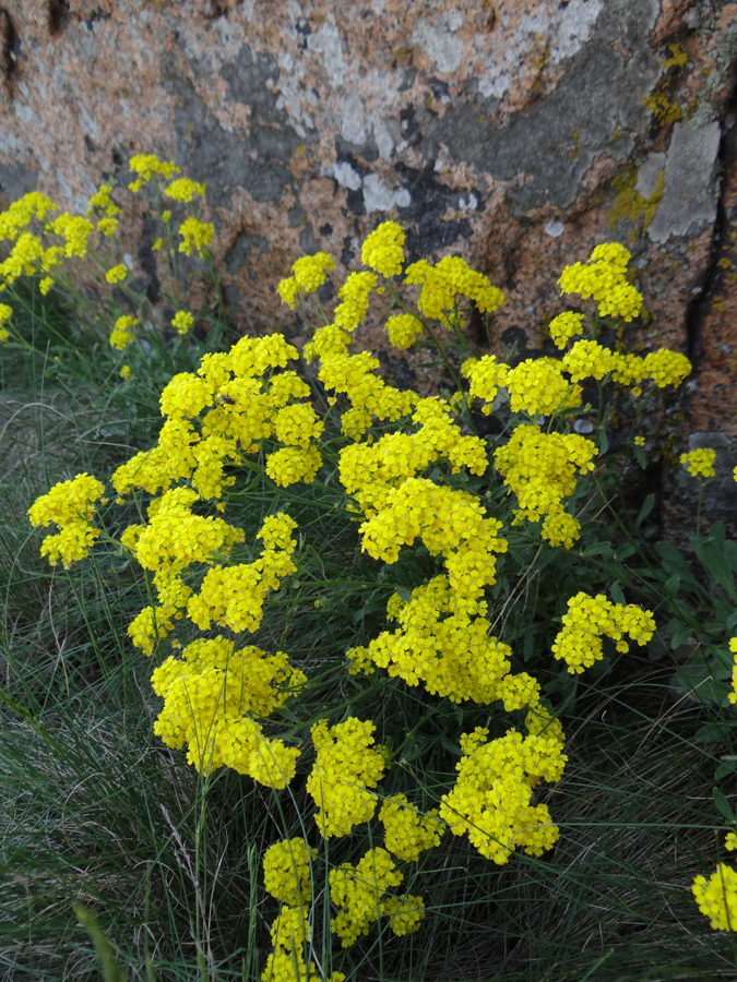 Изображение особи Aurinia saxatilis.