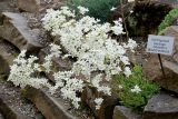 Saxifraga cotyledon