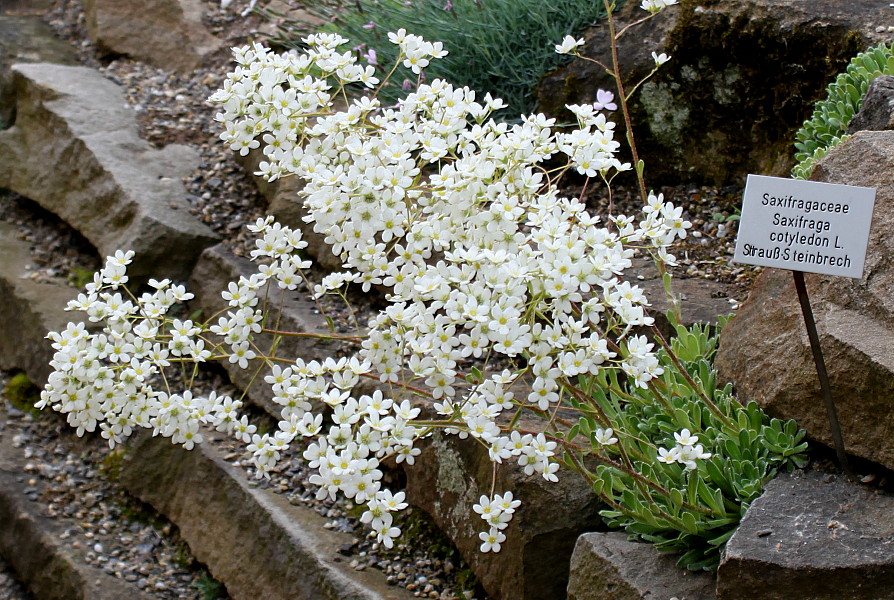 Image of Saxifraga cotyledon specimen.