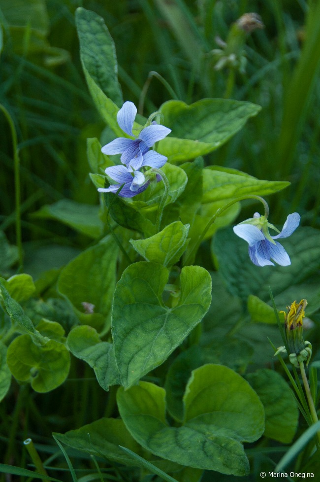 Image of Viola grypoceras specimen.