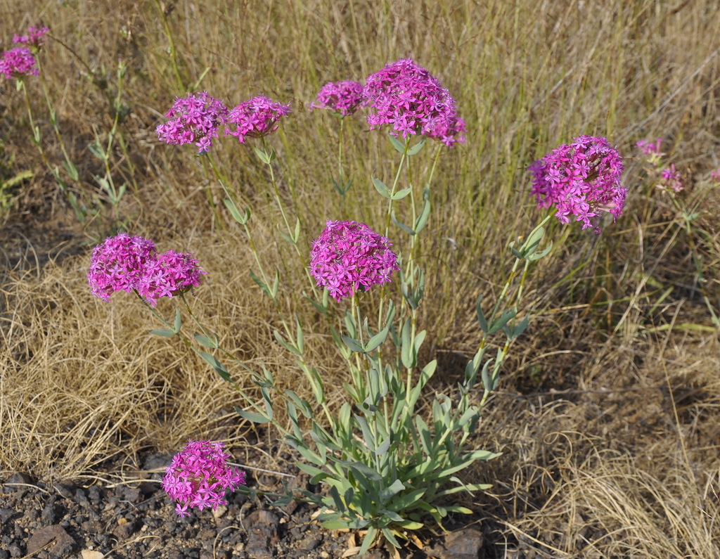 Изображение особи Silene compacta.