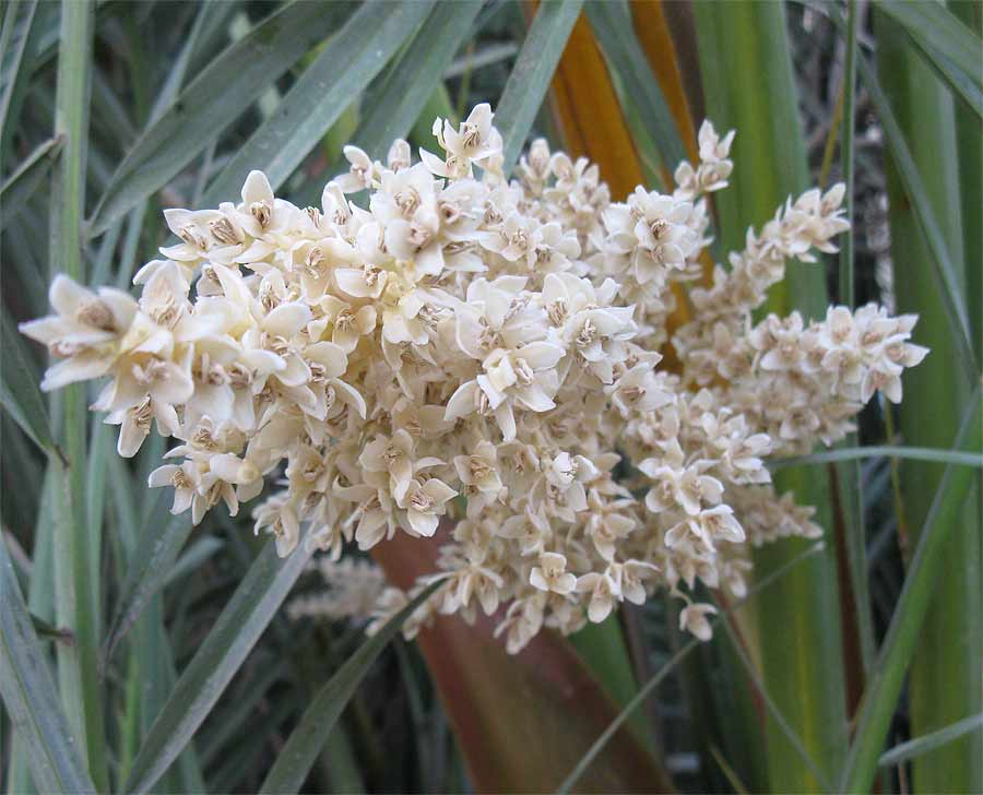 Image of Phoenix dactylifera specimen.