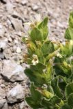 Dracocephalum spinulosum. Верхушка побега с соцветием. Узбекистан, Ташкентская обл., зап. отроги Чаткальского хр., гора Бол. Чимган. 27.07.2013.